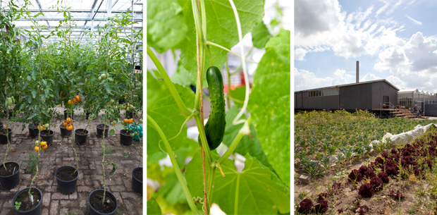 Rotterdamse Oggst Festival - Uit je eigen stad